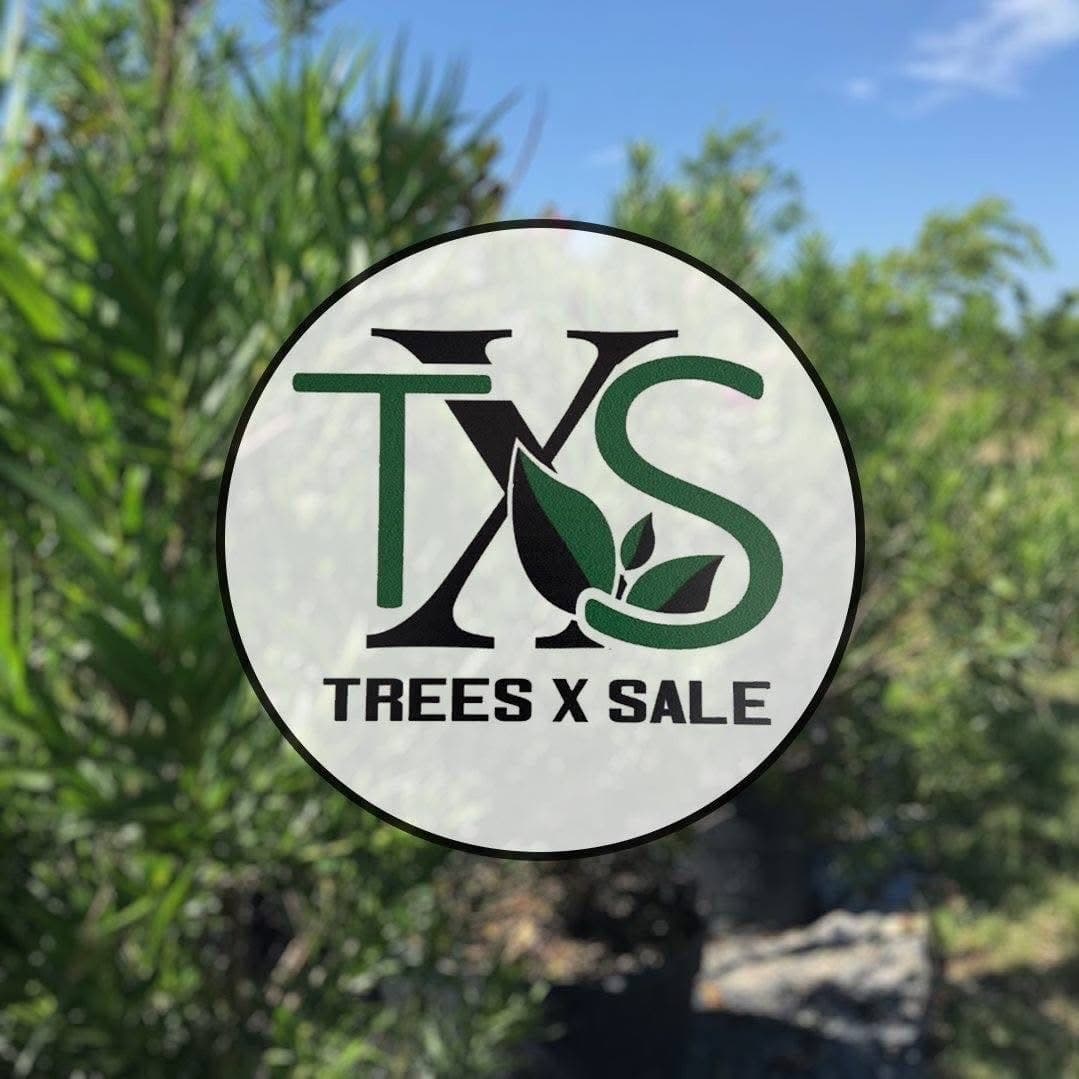 TXS